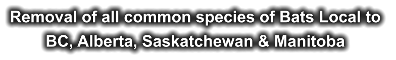 Removal of all common species of Bats Local to  BC, Alberta, Saskatchewan & Manitoba